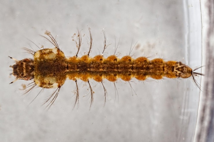 Mosquito larva (Anopheles sp.)