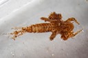 Damselfly (deceased)
