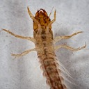 Alderfly (Sialis sp.)