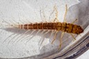 Alderfly (Sialis sp.)
