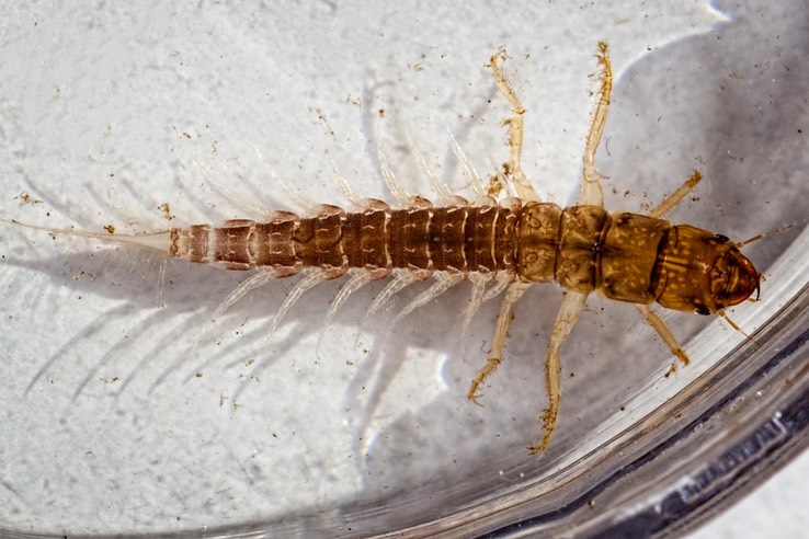 Alderfly (Sialis sp.)