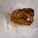 Snail