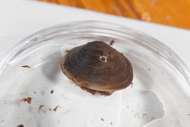 Clam