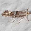 0763 (Phyllonorycter ledella)