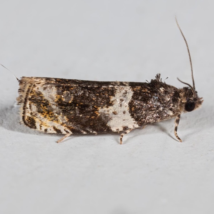 2823 Olethreutes fasciatana