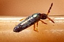 Slender Springtail (Lepidocyrtus cyaneus) probably