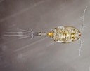 Copepod (Cyclopoda)