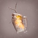 Water Flea (Scapholeberis mucronata)