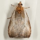 2788 Olethreutes inornatana
