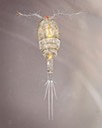 Copepod (Cyclopoda)