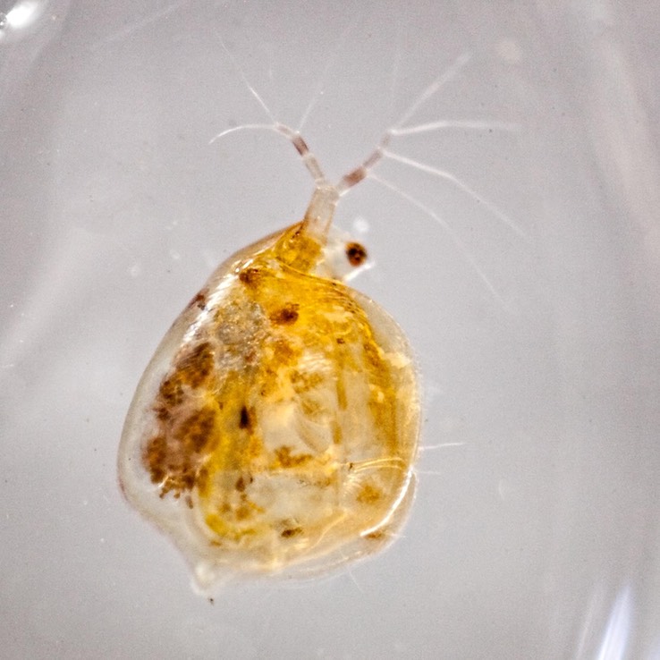 Water Flea (Simocephalus serrulatus)