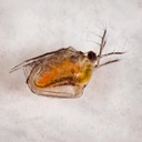 Water Flea (Scapholeberis mucronata)