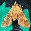 4750 Nebulous Munroessa (Elophila nebulosalis)