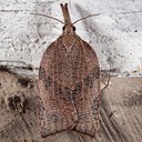 3745 Omnivorous Platynota Moth (Platynota rostrana)