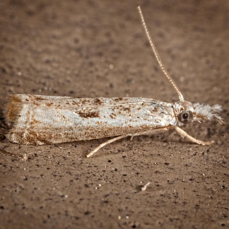 5422 (Microcrambus minor)