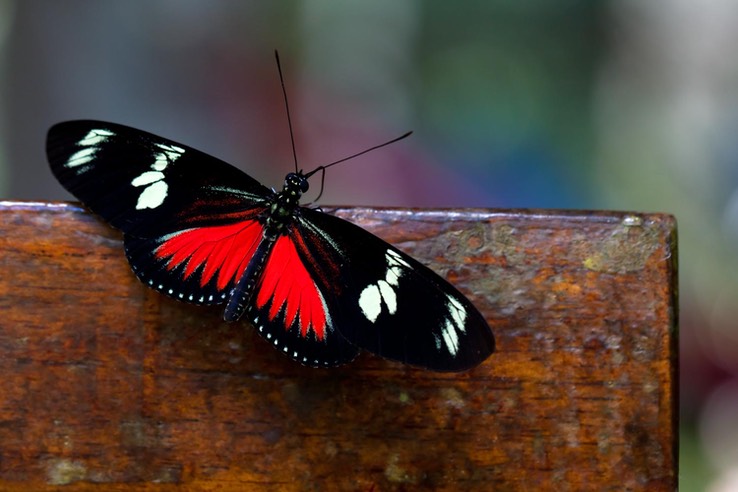 Doris Longwing - Heliconius doris