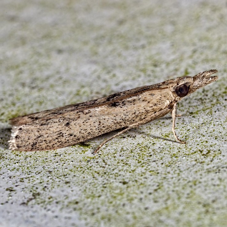 6073 (Goya stictella)