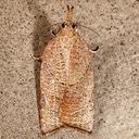 3745 Omnivorous Platynota Moth (Platynota rostrana)
