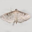 5276 Herpetogramma abdominalis