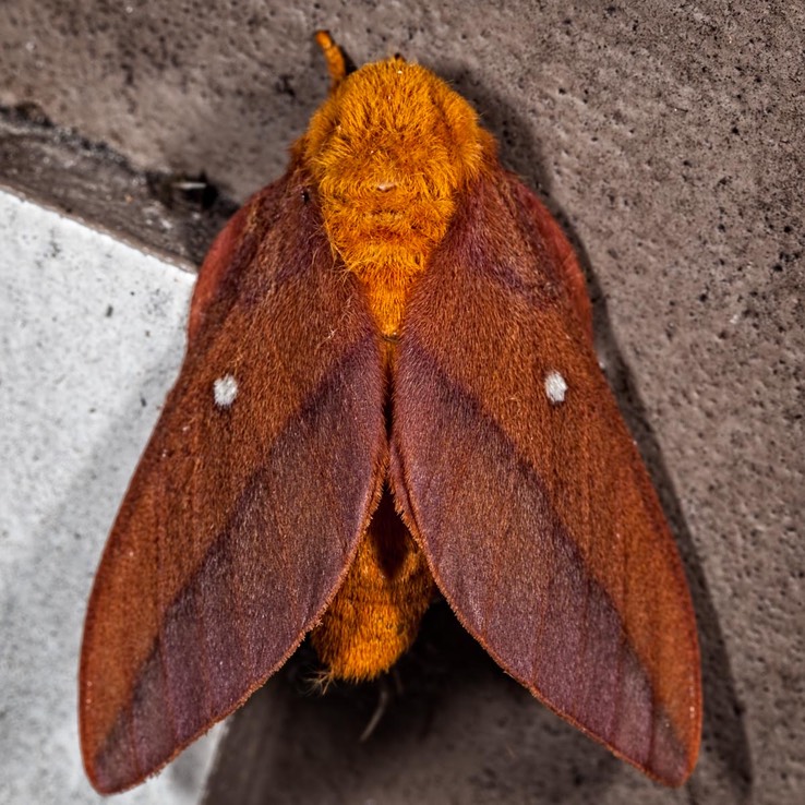 7723 Southern Pink-striped Oakworm Moth (Anisota virginiensis pellucida)