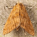 4751 Waterlilly Borer Moth (Elophila gyralis) female