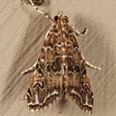 4751 Waterlilly Borer Moth (Elophila gyralis)