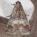 5582 (Deuterollyta majuscula)