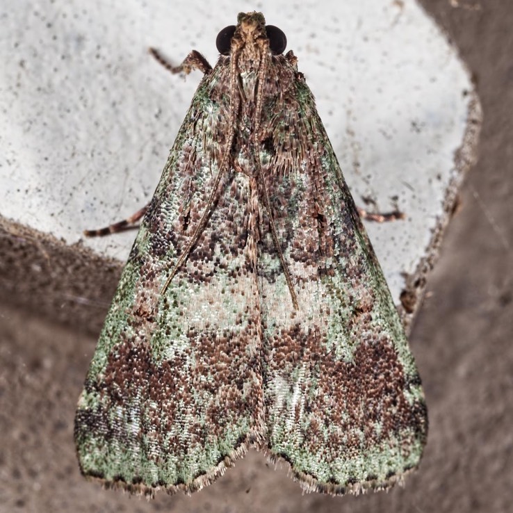 5582 (Deuterollyta majuscula)