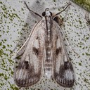 4759 Polymorphic Pondweed Moth (Parapoynx maculalis)