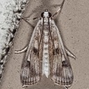 4759 Polymorphic Pondweed Moth (Parapoynx maculalis)