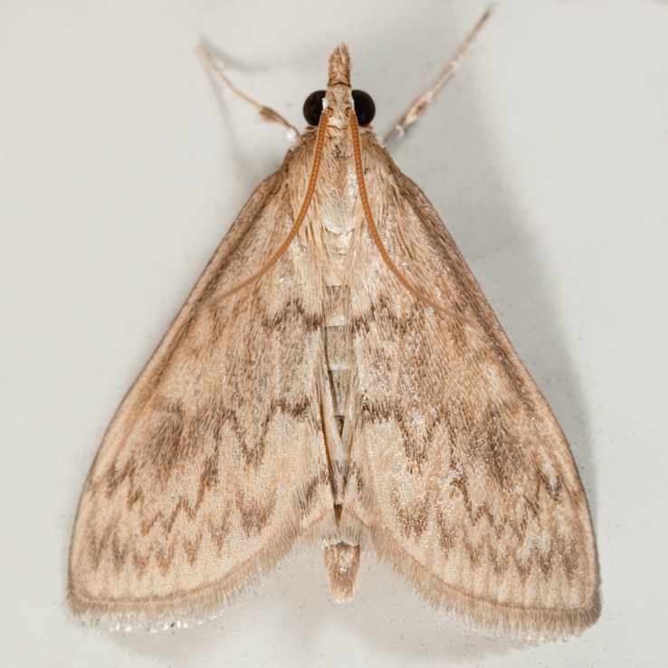 4946 Ostrinia penitalis