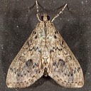 5267 Bougainvillea Caterpillar Moth (Asciodes gordialis)