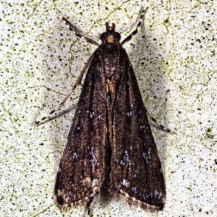 4758 Black Langessa Moth (Langessa nomophilalis)