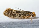 0276 Doleromorpha porphyria