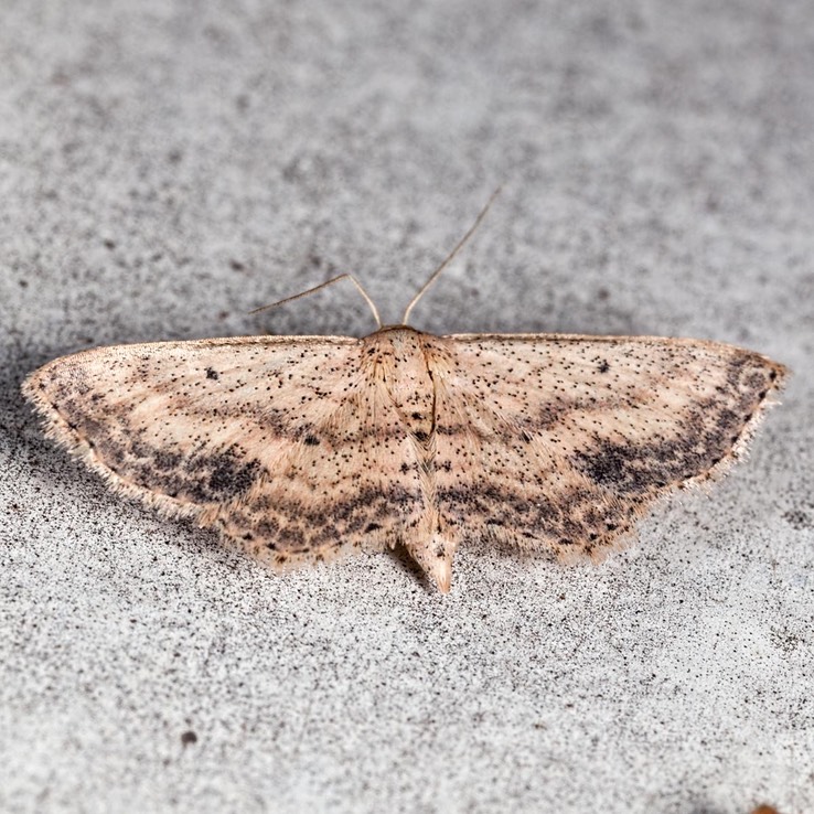 7151 (Scopula aemulata)