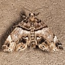 8729 Distinguished Cypress Owlet (Cutina distincta)