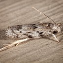 1019 Dotted Anteotricha Moth (Antaeotricha humilis)