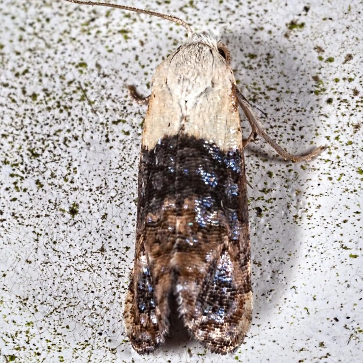 3790 Fleabane Cochylid  (Eugnosta erigeronana)