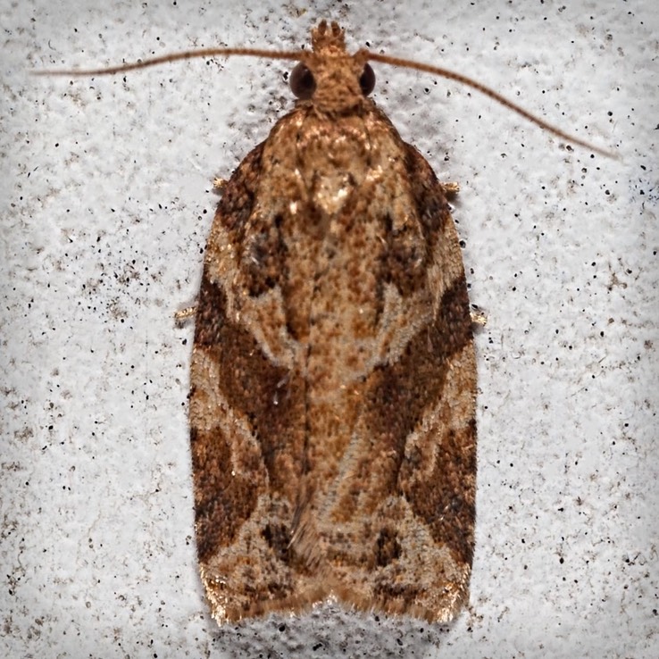 3598.1 (Argyrotaenia tabulana)