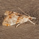 4889 Julia's Dicymolomia  (Dicymolomia julianalis)