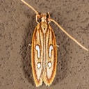 1421 Exclamation Moth (Homaledra heptathalama) 