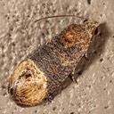 2727 (Paralobesia cyclopiana)