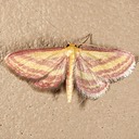 7177 Raspberry Wave Moth (Leptostales laevitaria)