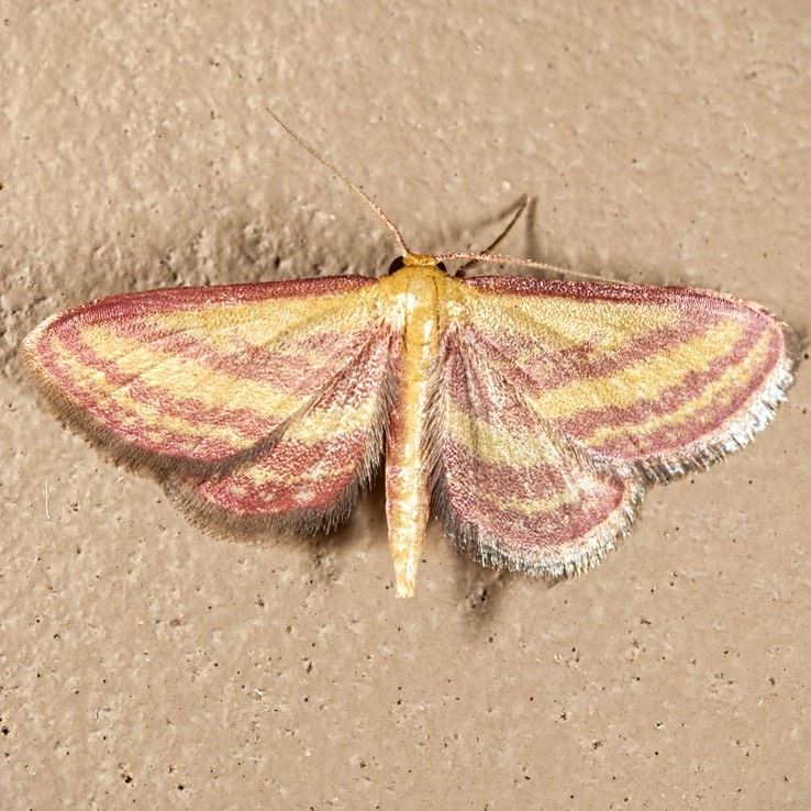 7177 Raspberry Wave Moth (Leptostales laevitaria)