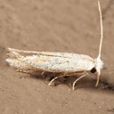 0582.97 – Bucculatrix sp