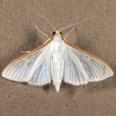 5218 Four-spotted Palpita (Palpita quadristigmalis)