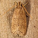 1010.1  Kyoto Moth (Autosticha kyotensis)