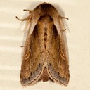 9525 Cattail Borer Moth (Bellura obliqua)