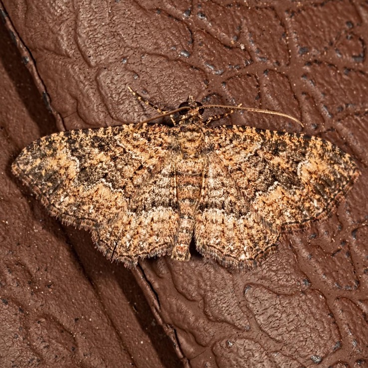 7417 Somber Carpet (Disclisioprocta stellata) 
