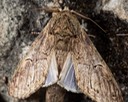 7983 Oblique Heterocampa  (Heterocampa obliqua)